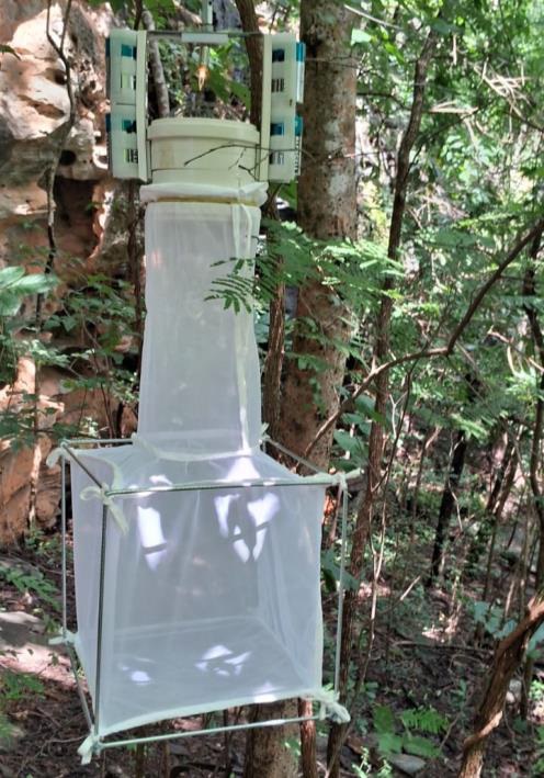 Fotografia de uma armadilha luminosa instalada em área de mata. A armadilha é composta por uma estrutura cúbica coberta por tecido tipo tule branco, com um tubo central que conecta a parte inferior a um recipiente plástico branco no topo. Acima do recipiente, há uma fonte de luz rodeada por placas verticais com iscas ou refletores. A armadilha está suspensa entre árvores e rodeada por vegetação densa.​